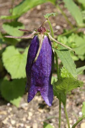 Campanula 'Sarastro'