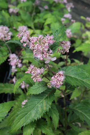 Cardiandra alternifolia moellendorffii