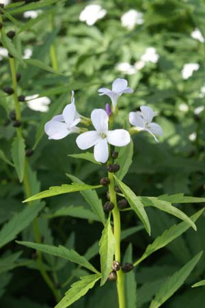 CARDAMINE bulbifera