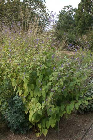 Caryopteris divaricata