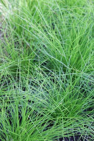 Carex eburnea