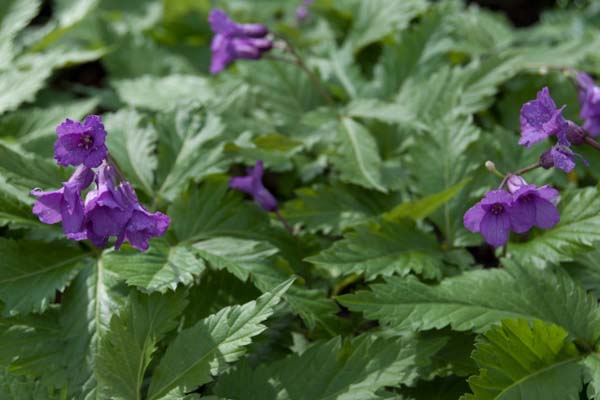 CARDAMINE glanduligera (coll. Roemenië)