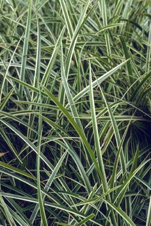 Carex morrowii 'Gilt Edge'