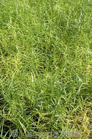 Carex muskingumensis 'Little Midge'