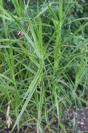 Carex muskingumensis 'Oehme'
