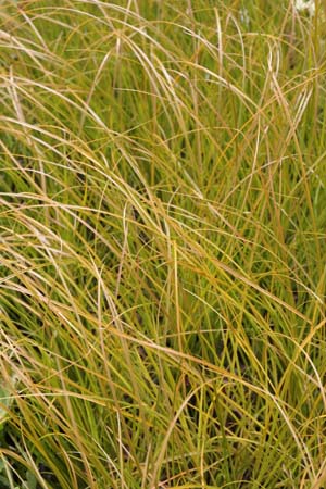 Carex testacea