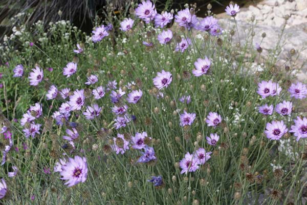 Catananche