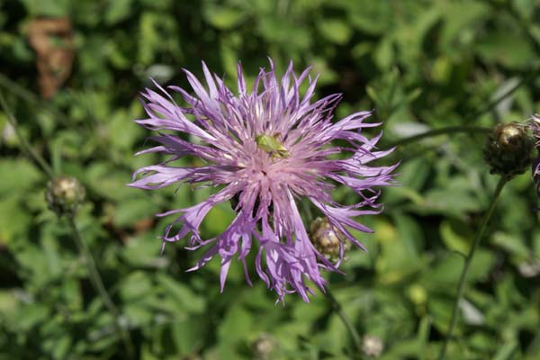 Centaurea bella