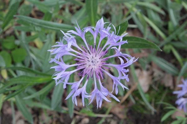 CENTAUREA 'Blewit'