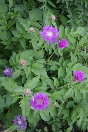 CENTAUREA dealbata 'John Coutts'