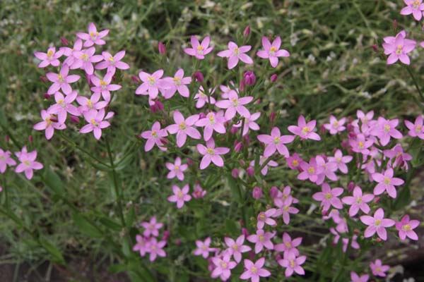 CENTAURIUM erythraea