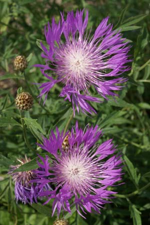 CENTAUREA karabaghensis