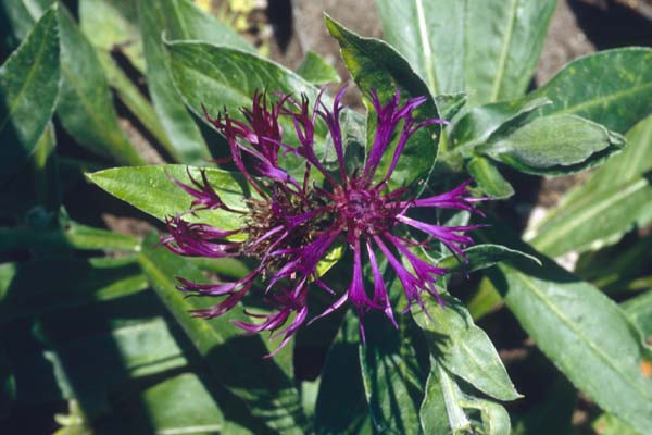 CENTAUREA montana 'Purple Prose'