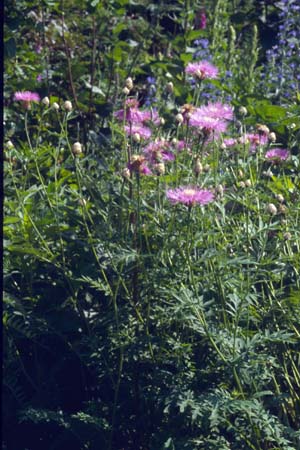 CENTAUREA nogmovii (dealbata)