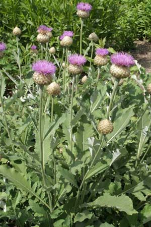 Centaurea pulchra 'Major'