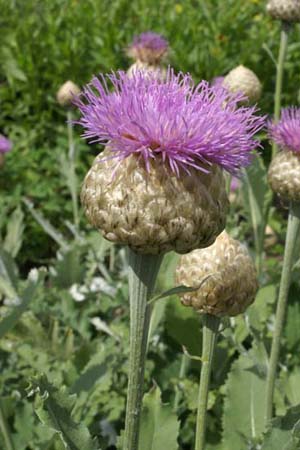 Centaurea pulchra 'Major'