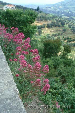 Centranthus