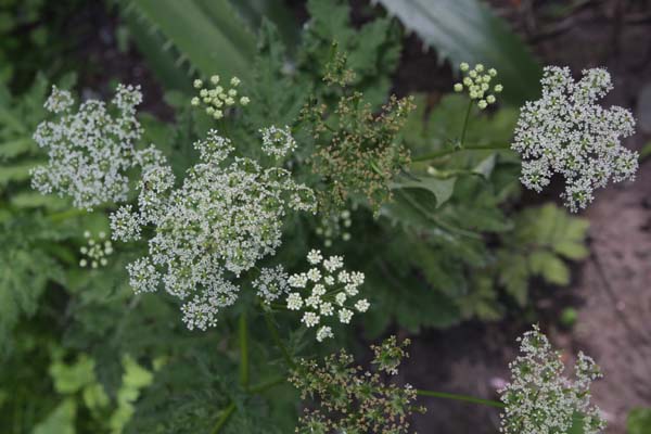 Chaerophyllum azoricum