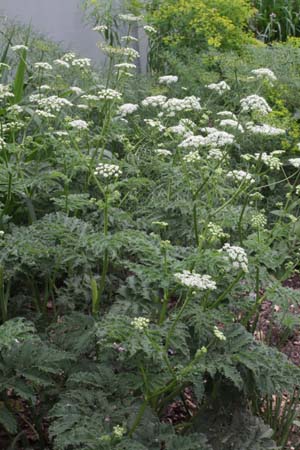 Chaerophyllum azoricum
