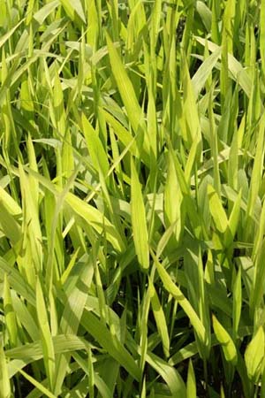 Chasmanthium latifolium