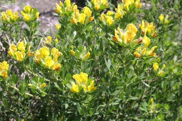 Chamaecytisus supinus