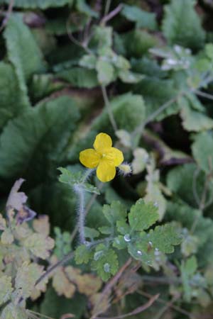 CHELIDONIUM grandiflorum W/O 8050