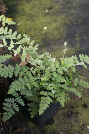 Cheilanthes