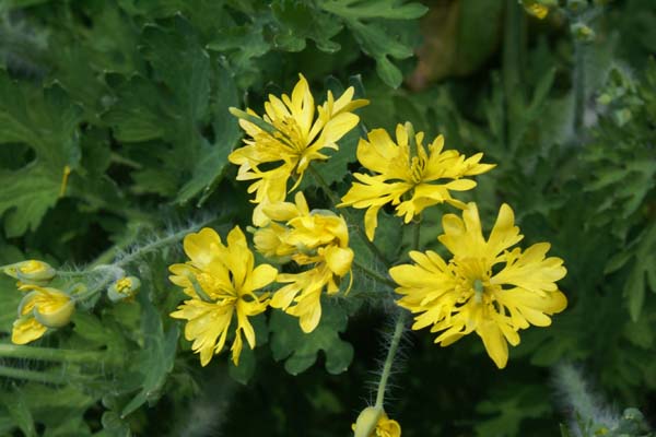 Chelidonium