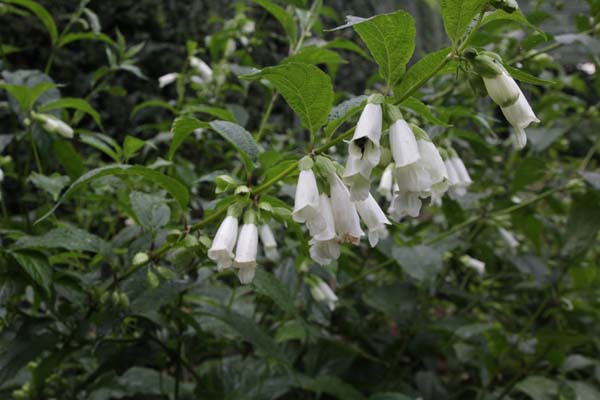 CHELONOPSIS moschata 'Alba'