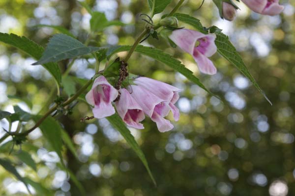 Chelonopsis moschata 'Avette Bicolor'