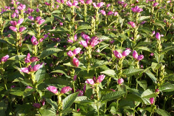 CHELONE obliqua