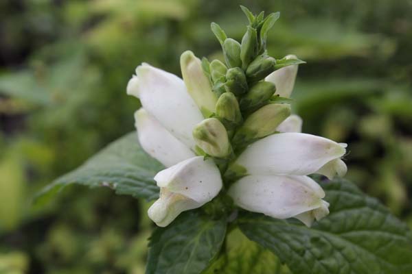 Chelone obliqua 'Alba'