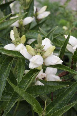 Chelone obliqua 'Alba'
