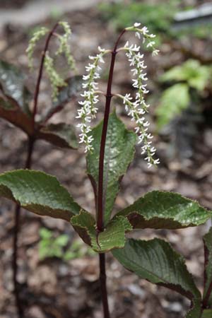 CHLORANTHUS sessilifolius 'Domino'