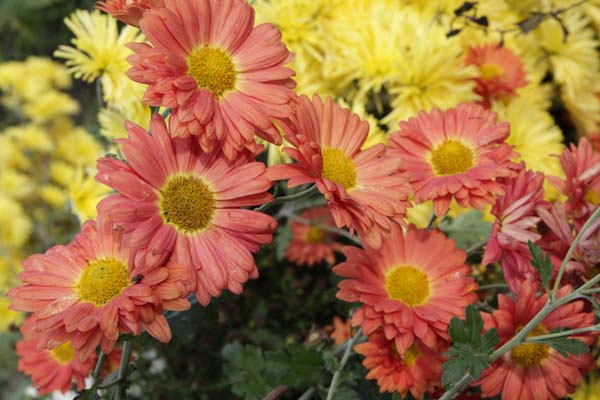 Chrysanthemum 'Apollo'