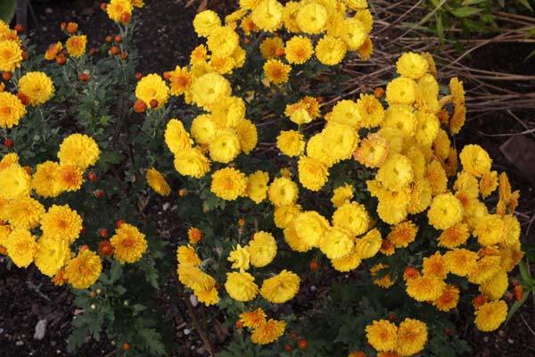 Chrysanthemum 'Bienchen'