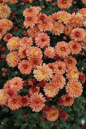 Chrysanthemum 'Bronzeteppich'