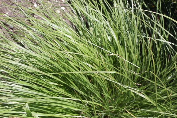 Chrysopogon