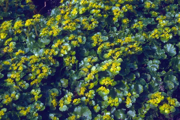 CHRYSOSPLENIUM oppositifolium
