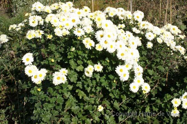 Chrysanthemum 'Poesie'