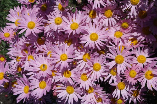 Chrysanthemum rubellum 'Clara Curtis'