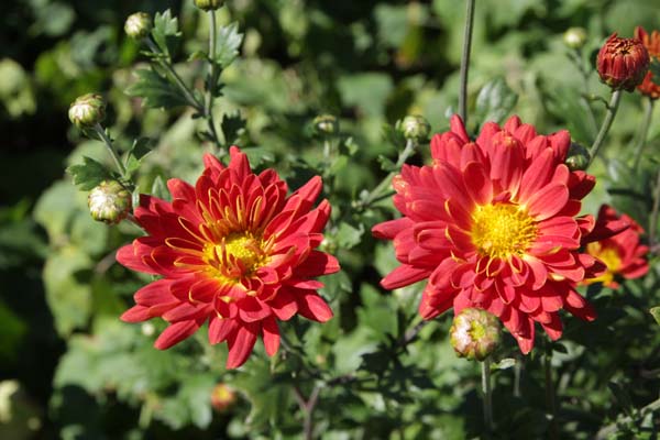 Chrysanthemum 'Rumpelstilzchen'