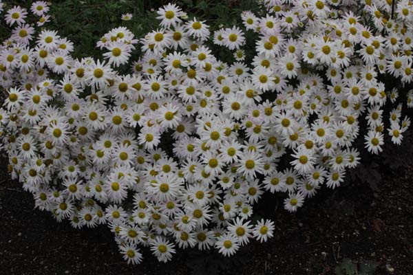 Chrysanthemum 'Weisse Mélanie'