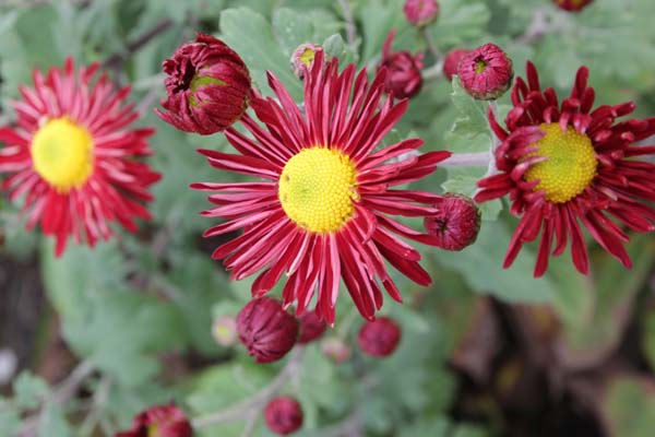 Chrysanthemum 'Winning's Red'