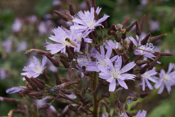 Cicerbita plumieri