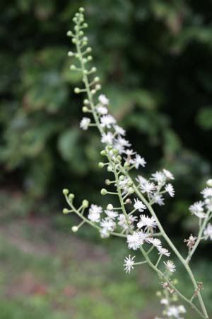 Cimicifuga dahurica (Hort.)