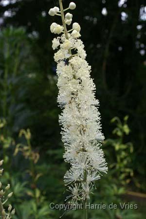 CIMICIFUGA europaea