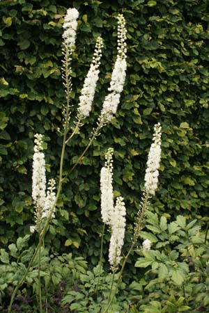 CIMICIFUGA foetida
