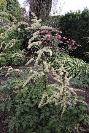 CIMICIFUGA foetida (Hort.)