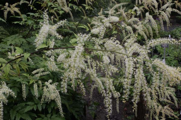 Cimicifuga foetida (HeHeHe 091)